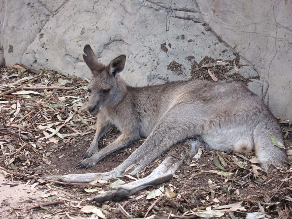 Freiwilligenarbeit mit Tieren in Australien